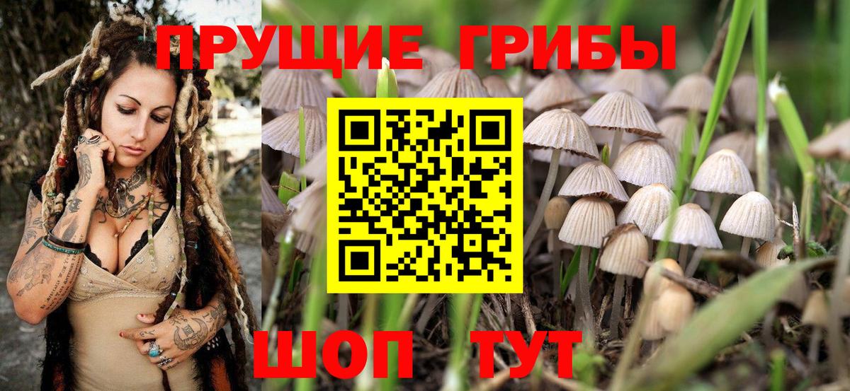 Камышлов  Псилоцибиновые грибы мицелий  купить наркотики сайты  Вход с VPN 